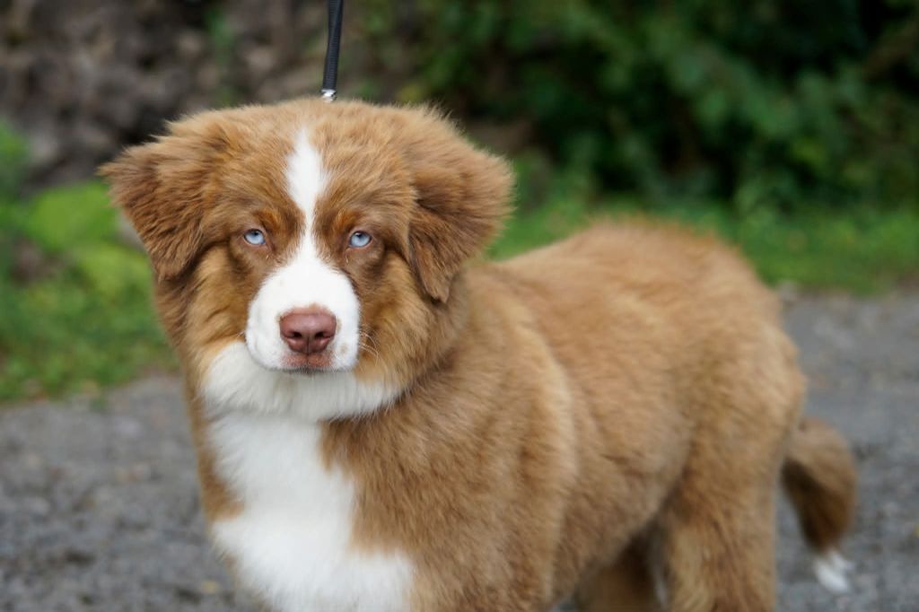 Aïka Des Onyx Du Mont Clair