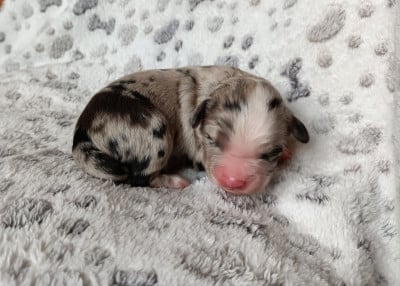 Les chiots de Berger Américain Miniature