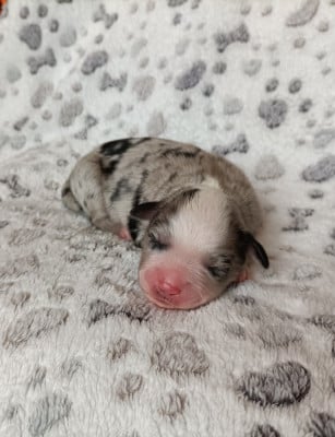 Les chiots de Berger Américain Miniature