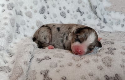 Les chiots de Berger Américain Miniature