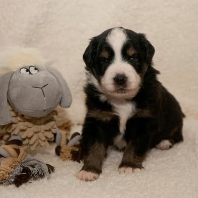 Les chiots de Berger Américain Miniature