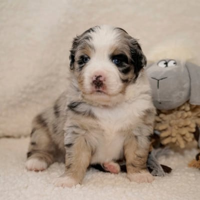 Les chiots de Berger Américain Miniature