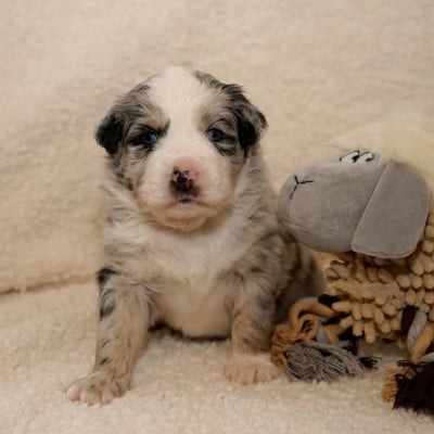 Les chiots de Berger Américain Miniature
