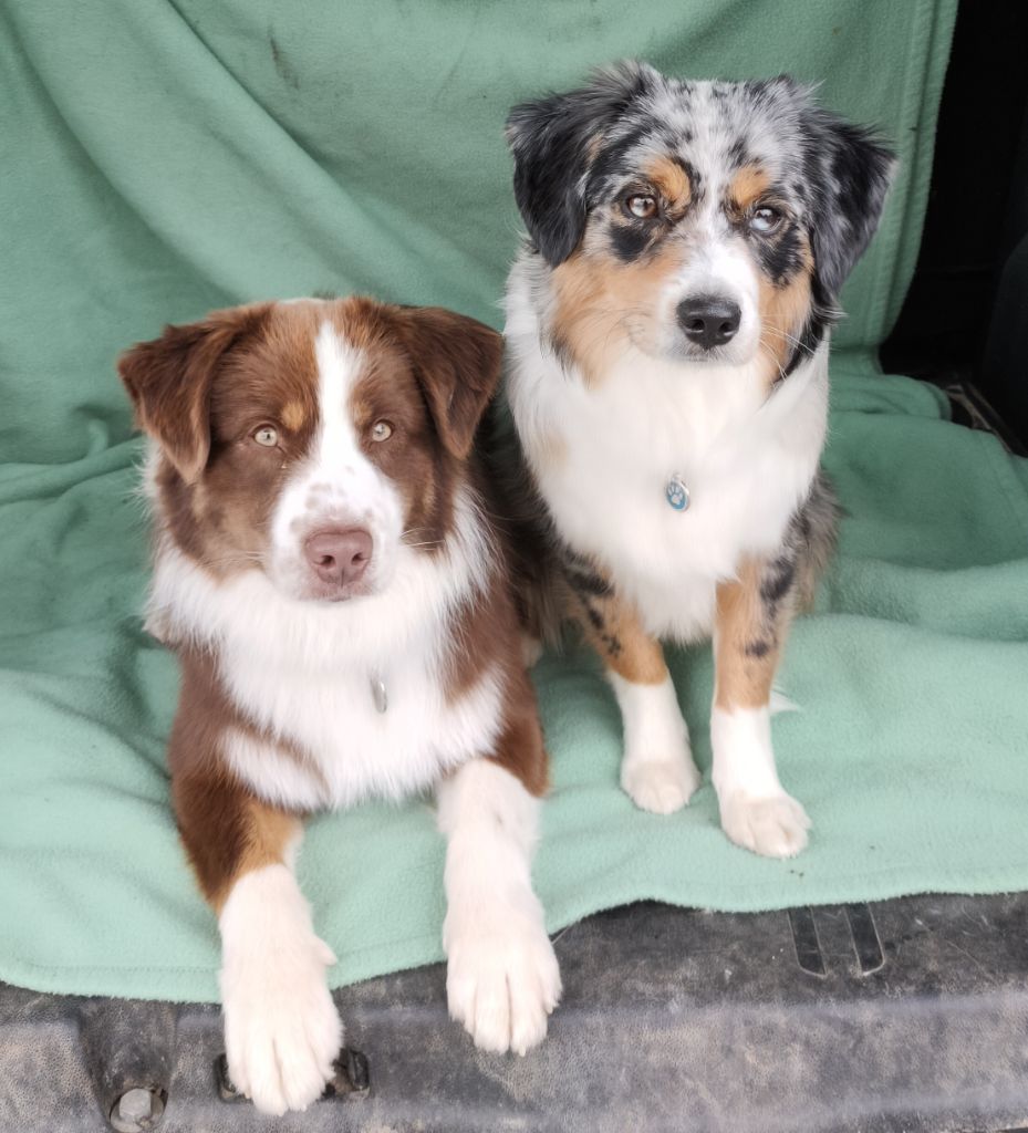 Tipi Des Onyx Du Mont Clair - 1er Exc - Meilleur jeune - CACIB JEUNE