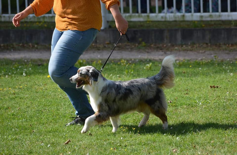 R'mine Des Onyx Du Mont Clair - 1ére Très Bon classe jeune femelles