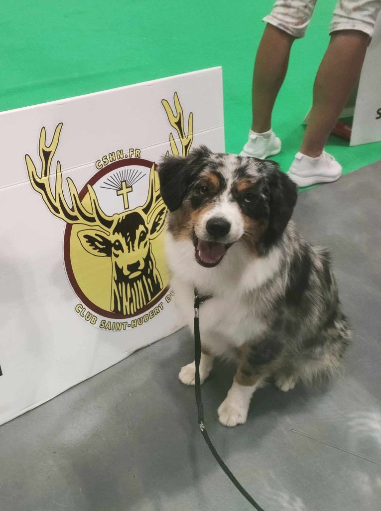 Tipi Des Onyx Du Mont Clair - 3éme Exc - Classe jeune femelle