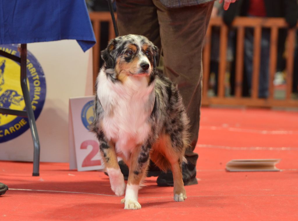 Tipi Des Onyx Du Mont Clair - 1er Exc - Classe jeune femelle