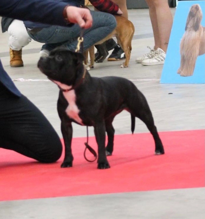 Ready forthefuture aka raven Of English Stafford - 1 er exc en classe jeune femelle sur 12