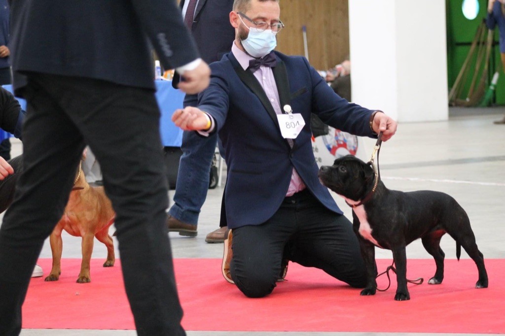 Ready forthefuture aka raven Of English Stafford - 1 ex en classe jeune femelle (14entrees) + best young + 2 eme ring d?honneur