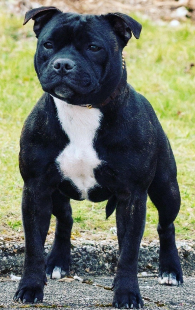 Ready forthefuture aka raven Of English Stafford - 1 ex classe jeune /14. Best young+rester ds les 3 derns ring honneur