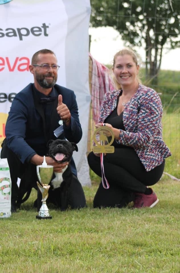 Ready forthefuture aka raven Of English Stafford - 1 er excellent en puppy femelle (14 entrées )+ best puppy