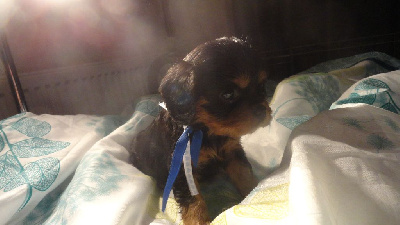 Les chiots de Cavalier King Charles Spaniel
