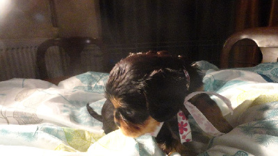 Les chiots de Cavalier King Charles Spaniel
