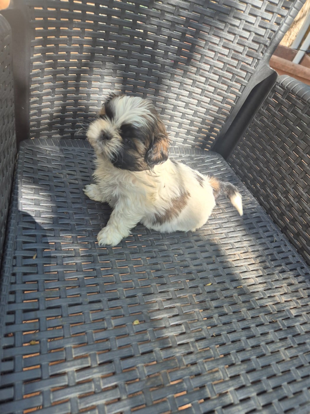 Bellisima - Shih Tzu