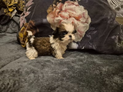 Les chiots de Shih Tzu