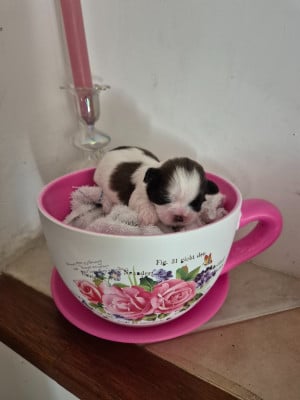 Les chiots de Shih Tzu