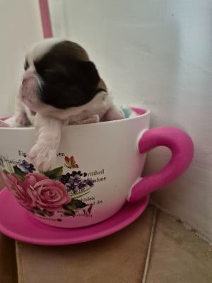 Les chiots de Shih Tzu