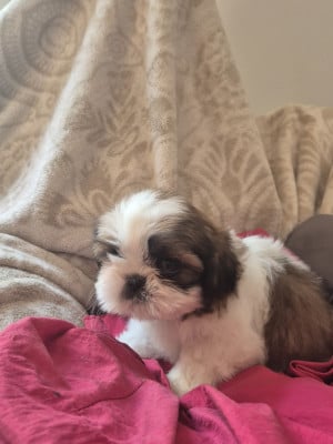 Les chiots de Shih Tzu