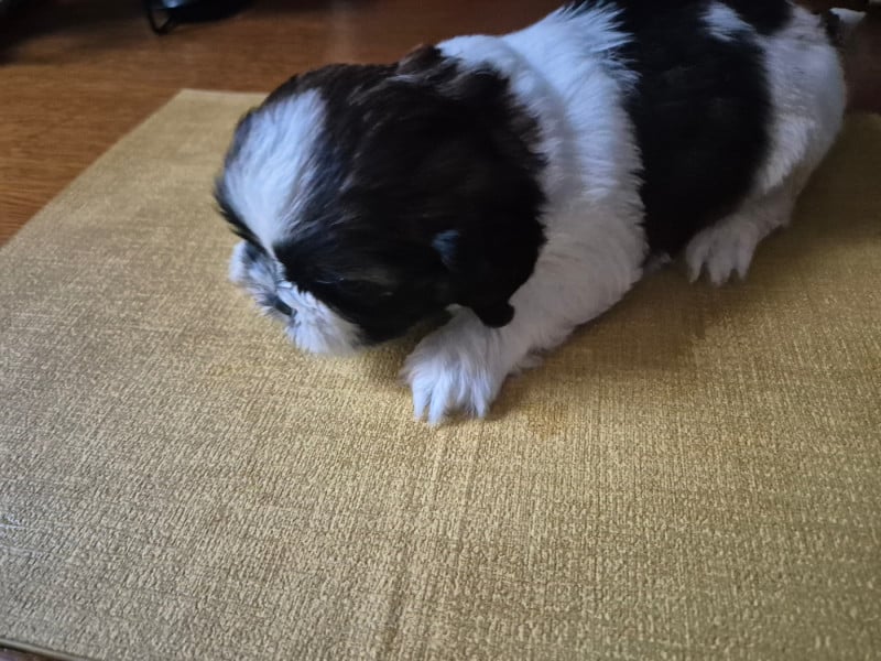 Shih Tzu - di a Stella Turchina