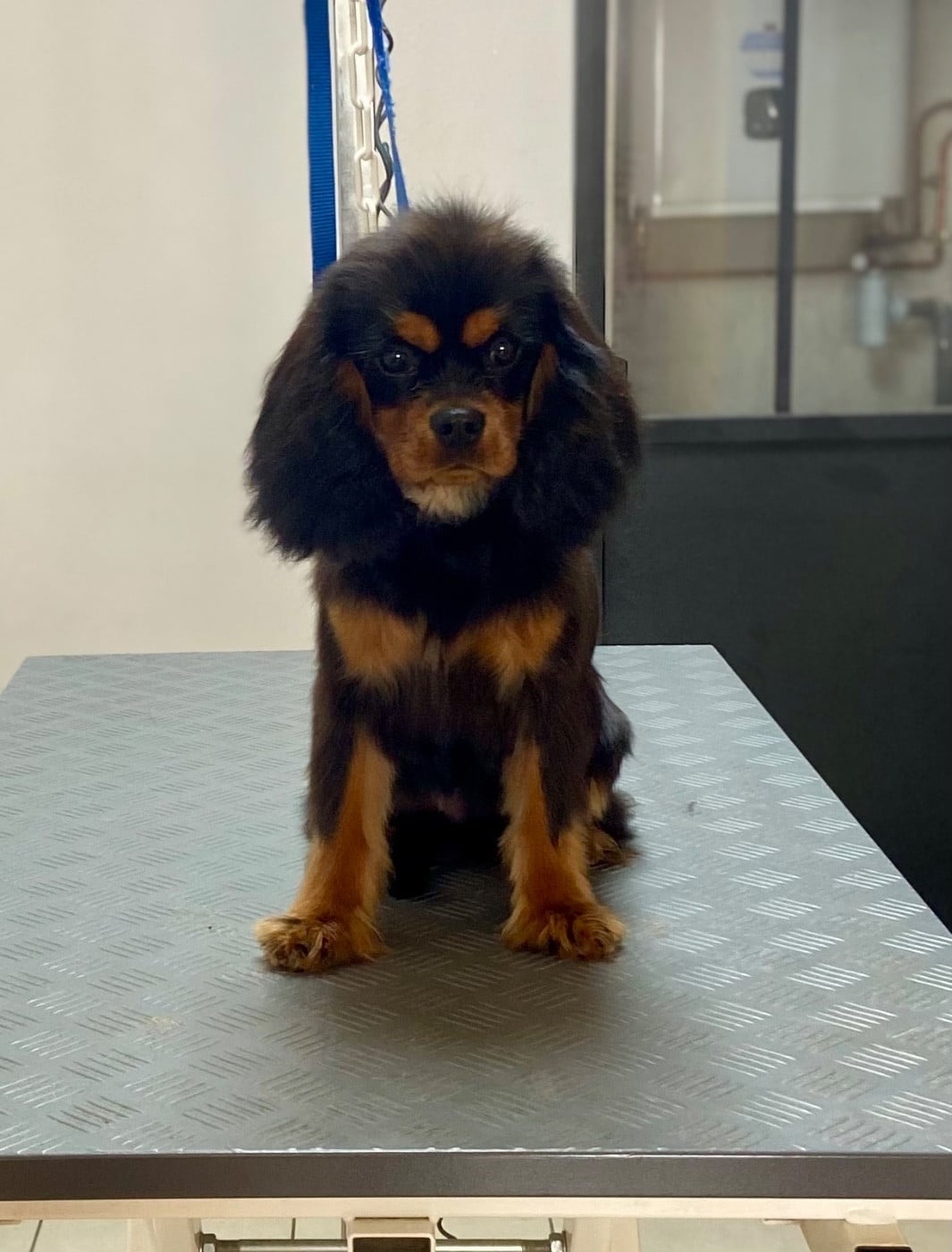 Arcane Bloom Of Sweet Little Kings