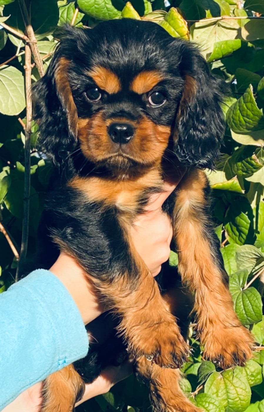 Arcane Bloom Of Sweet Little Kings