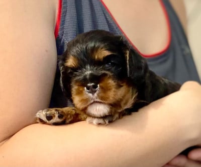 Les chiots de Cavalier King Charles Spaniel