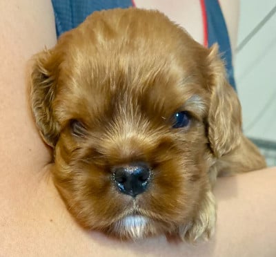 Les chiots de Cavalier King Charles Spaniel