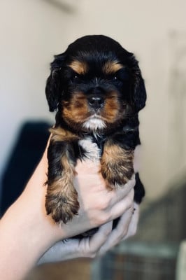 Les chiots de Cavalier King Charles Spaniel