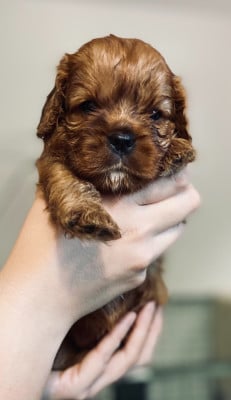 Les chiots de Cavalier King Charles Spaniel