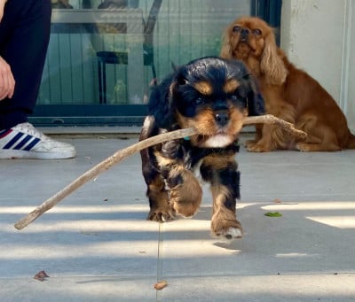 Les chiots de Cavalier King Charles Spaniel