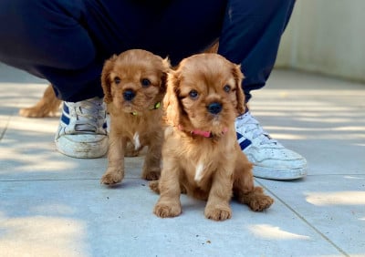 Les chiots de Cavalier King Charles Spaniel