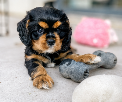 Les chiots de Cavalier King Charles Spaniel
