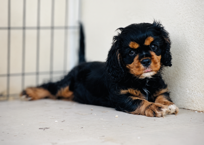 Les chiots de Cavalier King Charles Spaniel