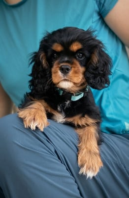 Les chiots de Cavalier King Charles Spaniel