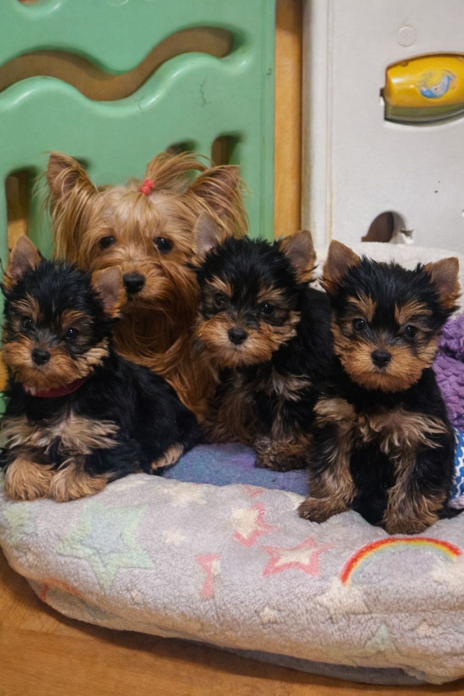 Chiot Yorkshire Terrier