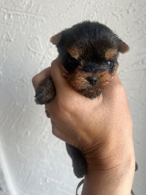 Les chiots de Yorkshire Terrier