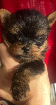 Les chiots de Yorkshire Terrier