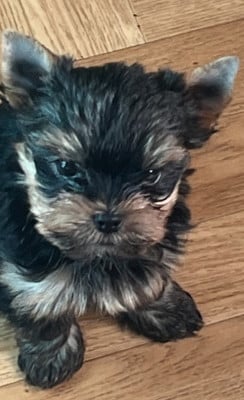 Les chiots de Yorkshire Terrier