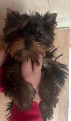 Les chiots de Yorkshire Terrier