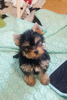 Les chiots de Yorkshire Terrier