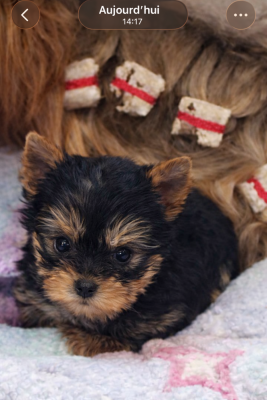 Les chiots de Yorkshire Terrier
