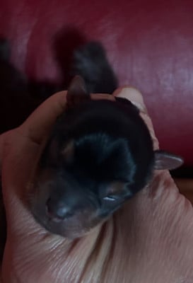 Les chiots de Yorkshire Terrier