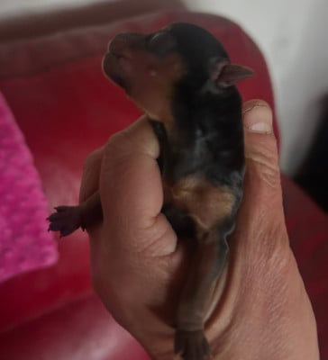 Les chiots de Yorkshire Terrier