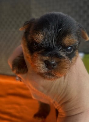 Les chiots de Yorkshire Terrier