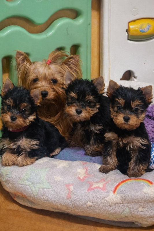 Yorkshire Terrier - De L'Eternelle Smartys