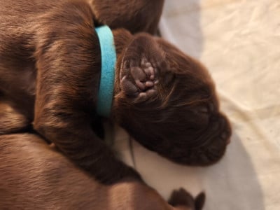 Les chiots de Field Spaniel