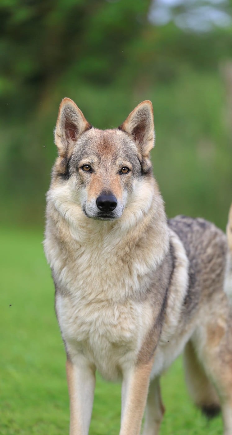 Bax z jevanskeho lesa