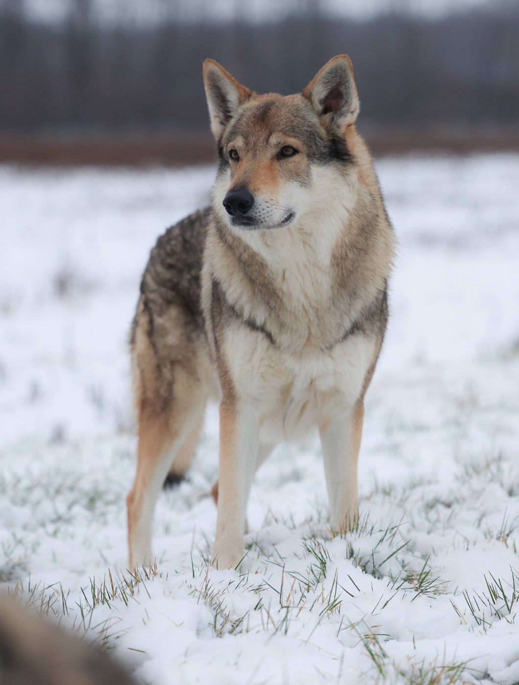 Bax z jevanskeho lesa