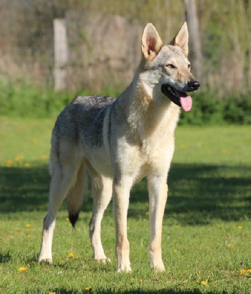Ilaya (Sans Affixe)