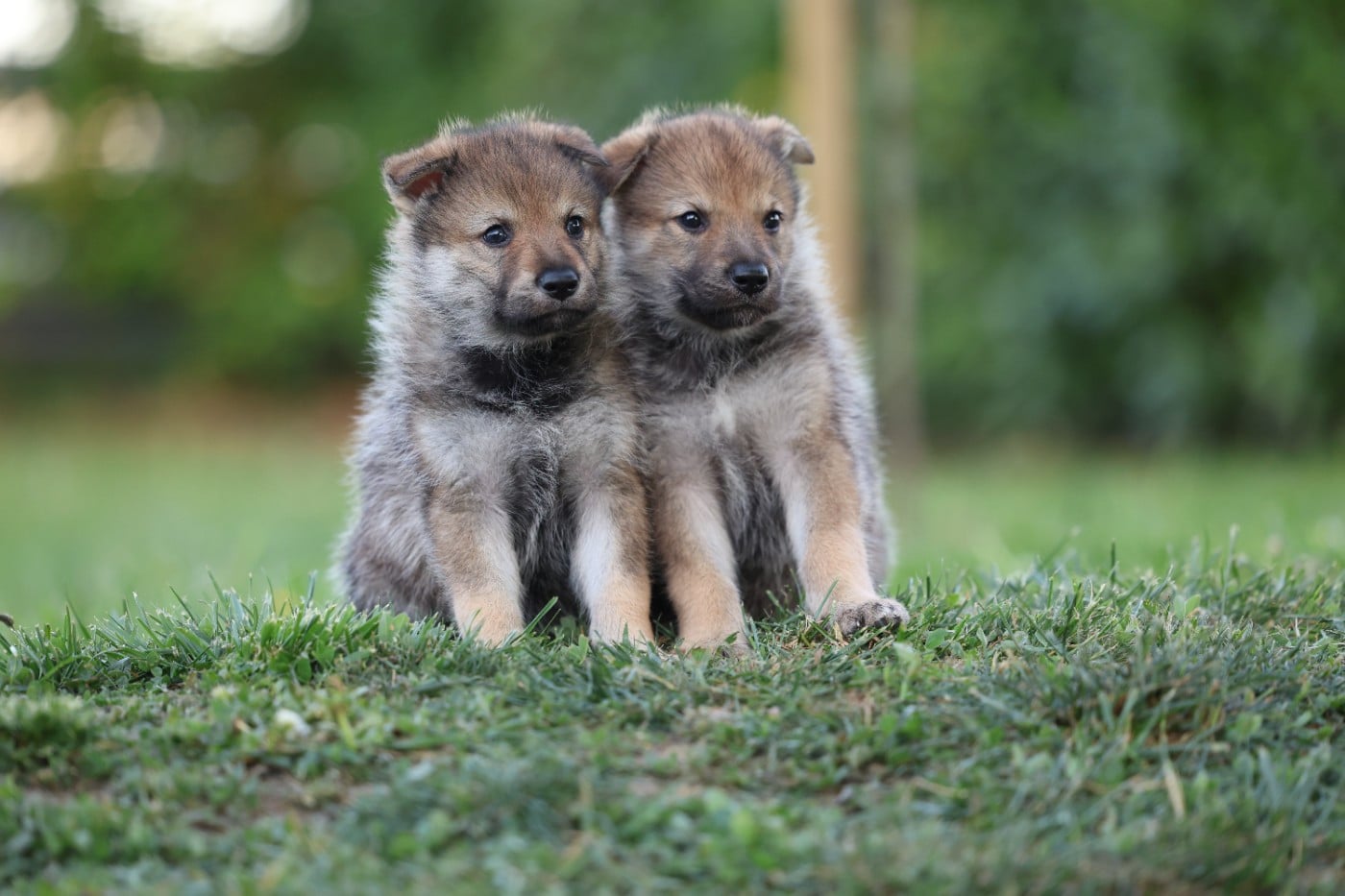 CHIOT 5 - Chien-loup tchecoslovaque